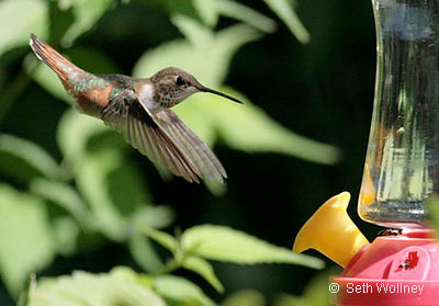 Rufous Hummingbird, photo by Seth Wollney