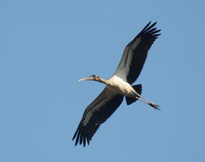 Wood Stork, photo by Brad Carlson