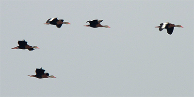 Black-belllied Whistling-Ducks, photo by Angus Wilson