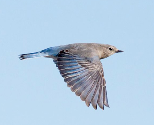 Mountain Bluebird, photo by Tom B. Johnson