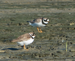 Common Ringed Plover (with Semipalmated Plover), photo © John Gluth