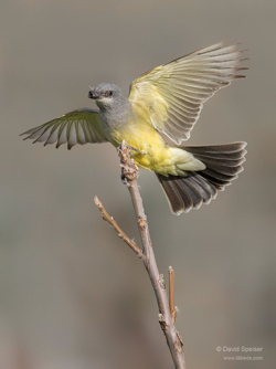 Cassin's Kingbird, photo © David Speiser
