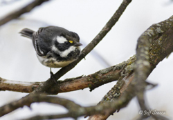 Black-throated Gray Warbler, photo © Jeff Seneca