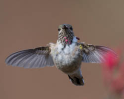 Calliope Hummingbird, photo © John Shemilt