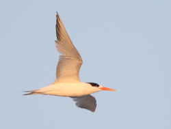 Elegant Tern, photo by Angus Wilson