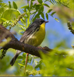 Kirtland's Warbler, photo by Andy Guthrie